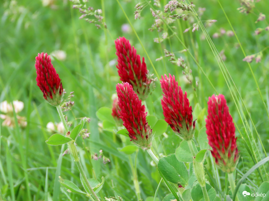 Bíborhere a fűben
