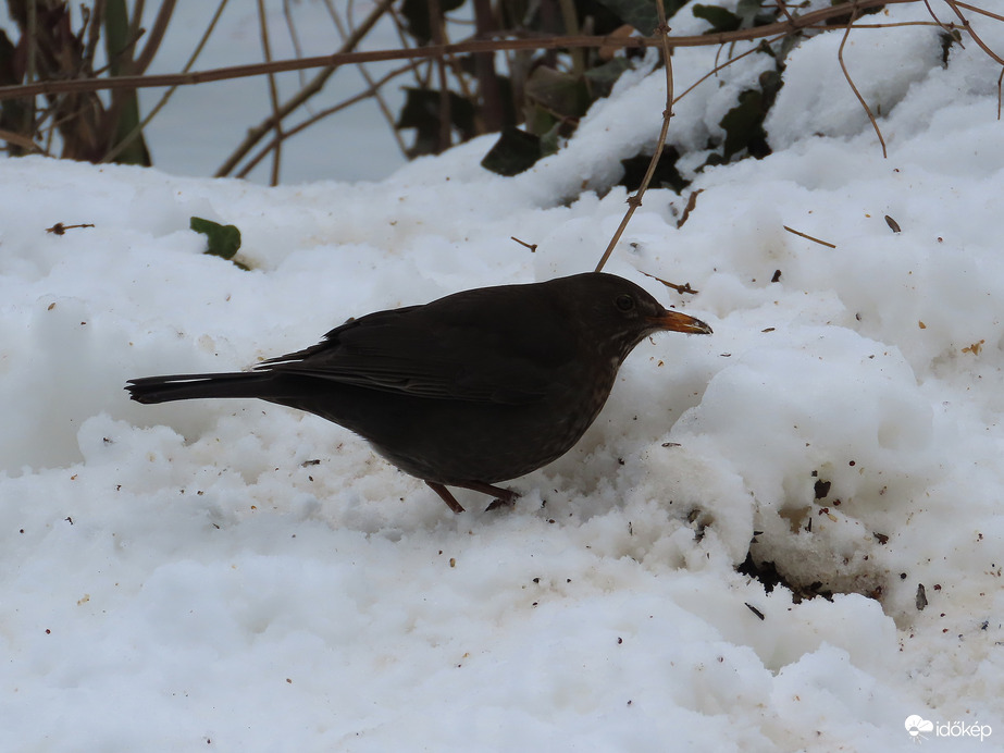 Összeszedem a lehullott magokat