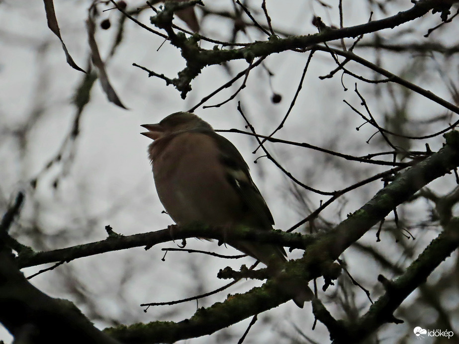 Dudorászó Erdei pinty