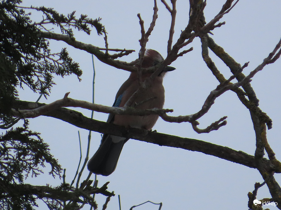 Elbújtam az ágak mögé!