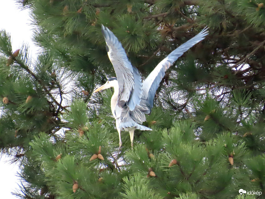 Azt hittétek, hogy csak gubbasztani tudok?