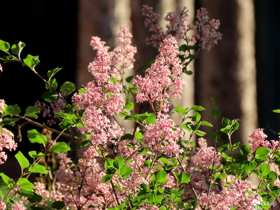 Törpe orgona napkelte után