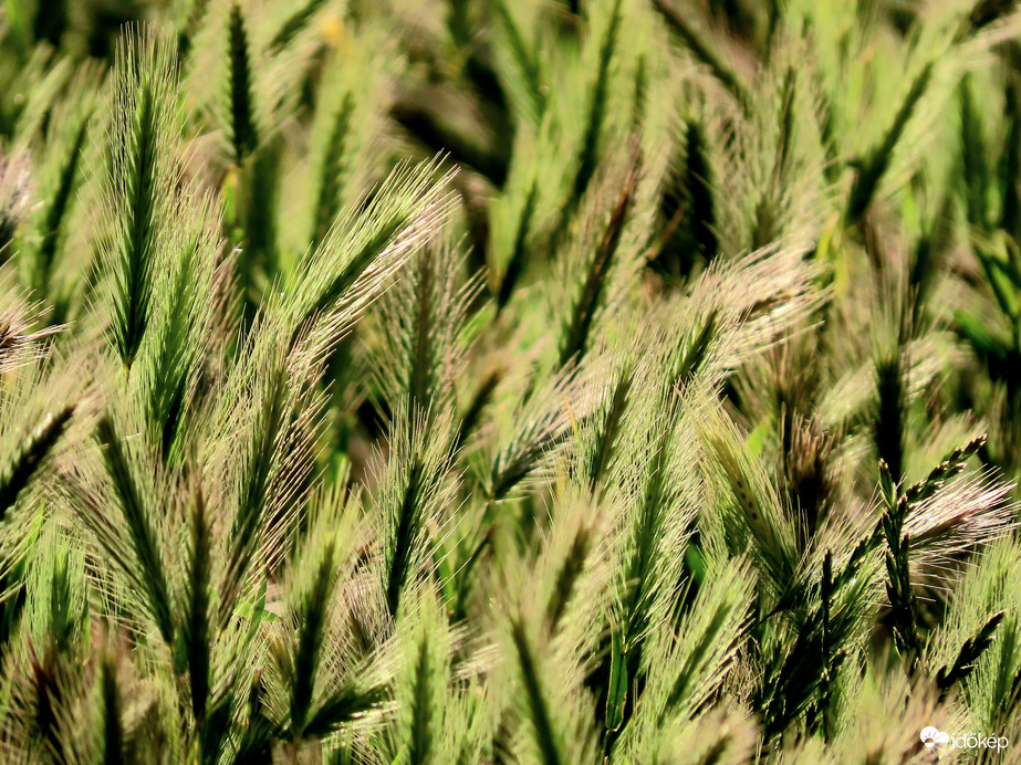 Fűszálak reggeli fényben