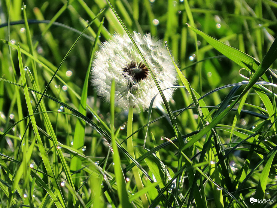Pitypang a harmatos fű ölelésében