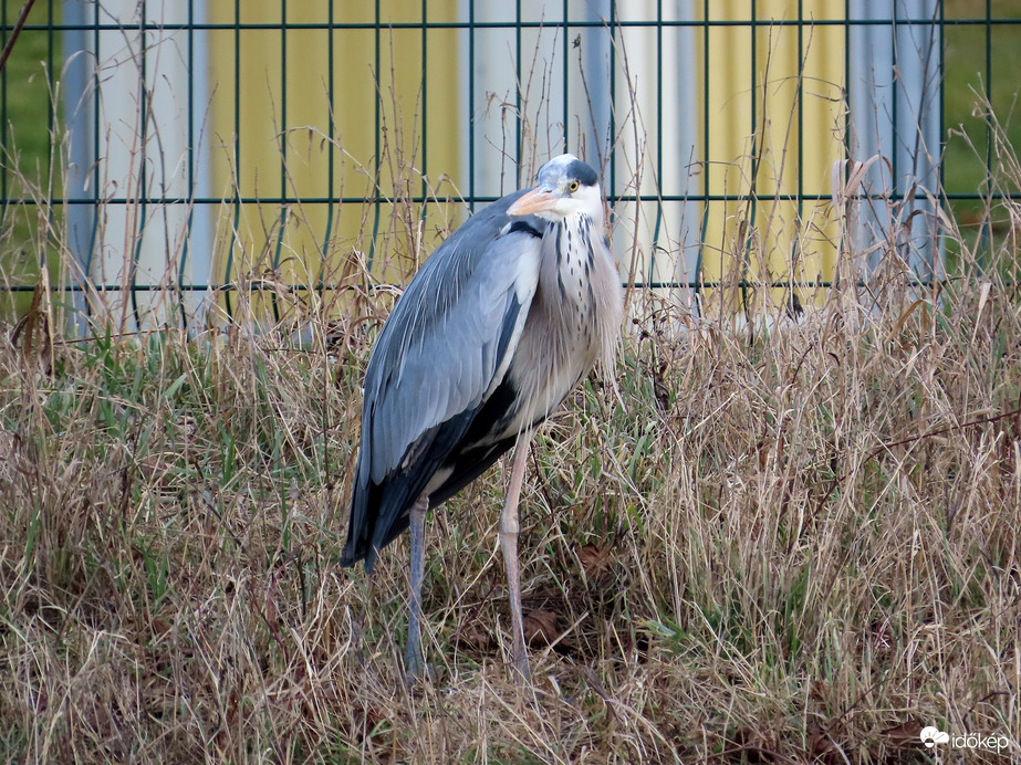 Most innen figyelek!