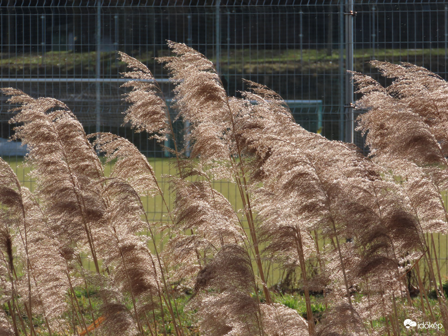 Nádszálak a szélben