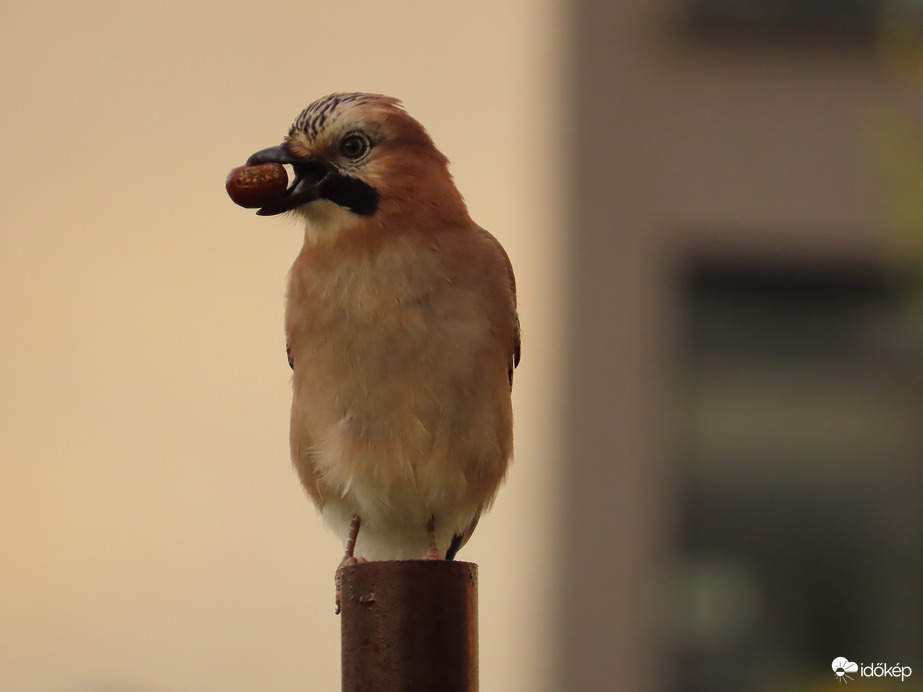 Nézd! Gesztenyét találtam!