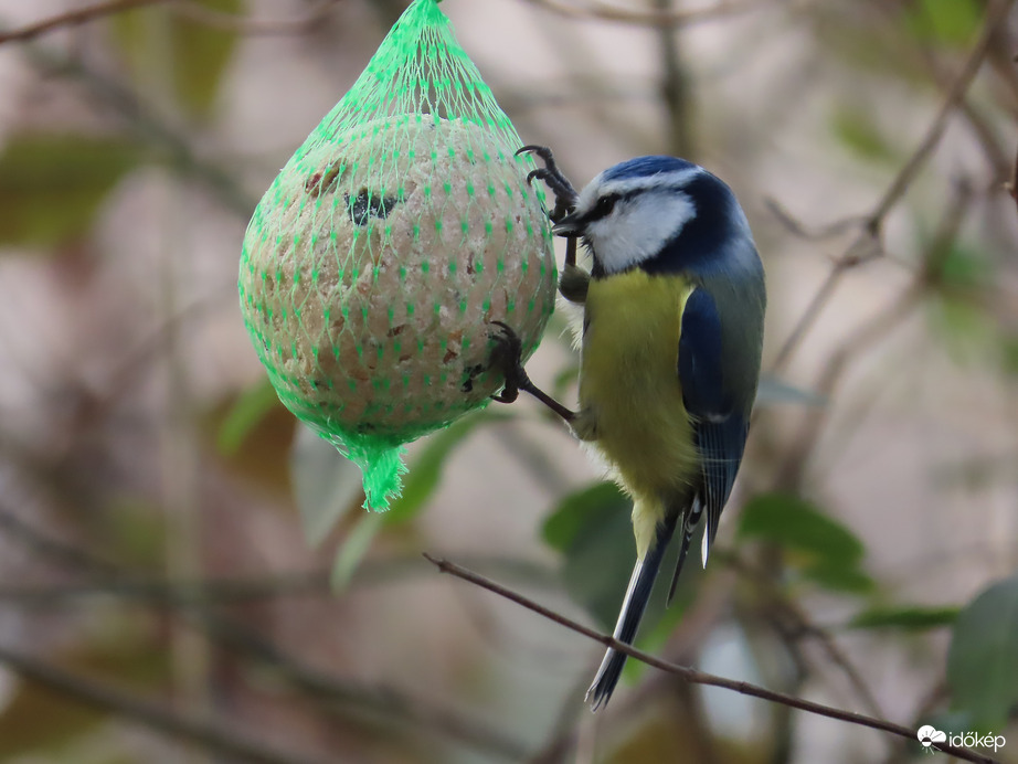 Madarak a Csónakázó-tó szigetén