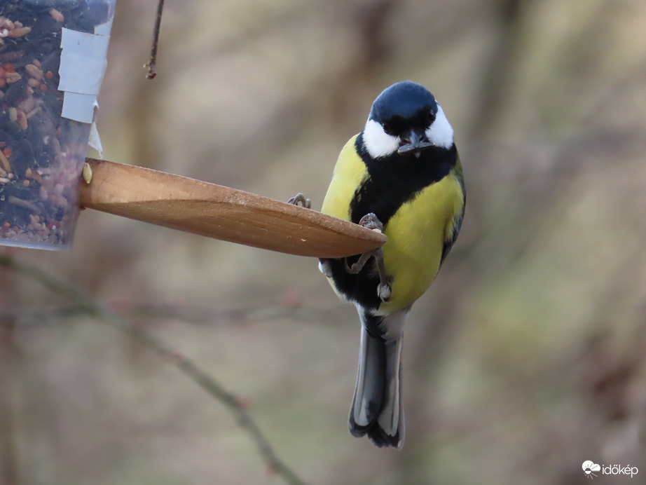Madarak a Csónakázó-tó szigetén