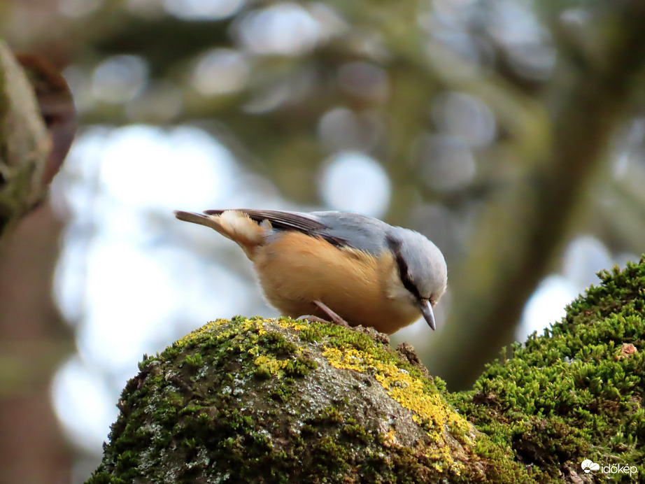 Madarak a Csónakázó-tó szigetén
