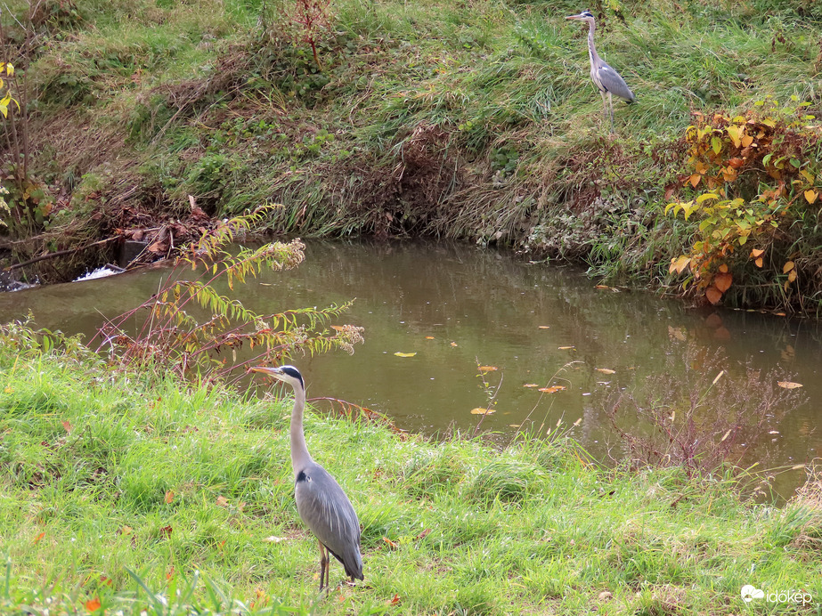 Gémek a patakparton