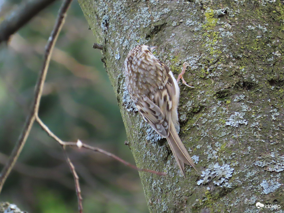 Madarak a Csónakázó-tó szigetén