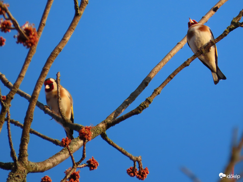 Csicsergők a reggeli fényben