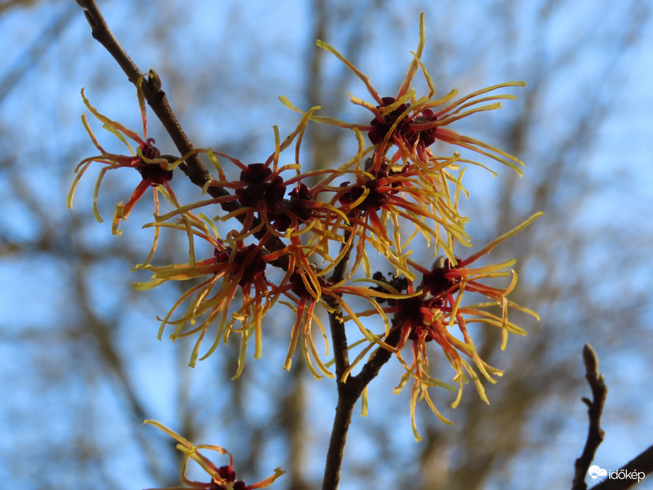 Varázsmogyoró a Sportligetben