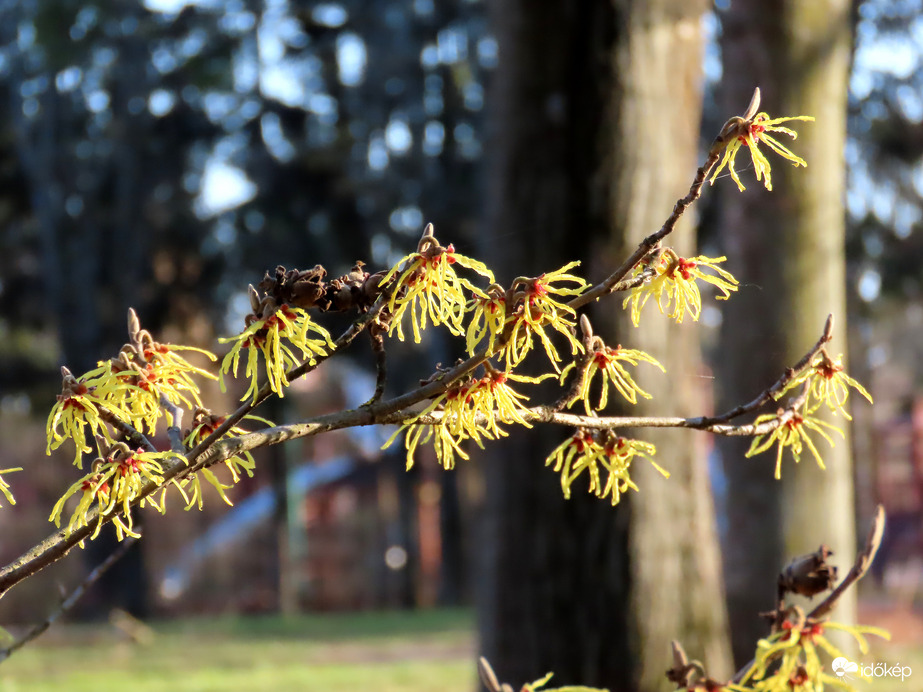 Varázsmogyoró a Sportligetben