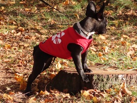 Így magasabb vagyok!