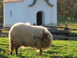 Viszket az oldalam! Megvakarom!