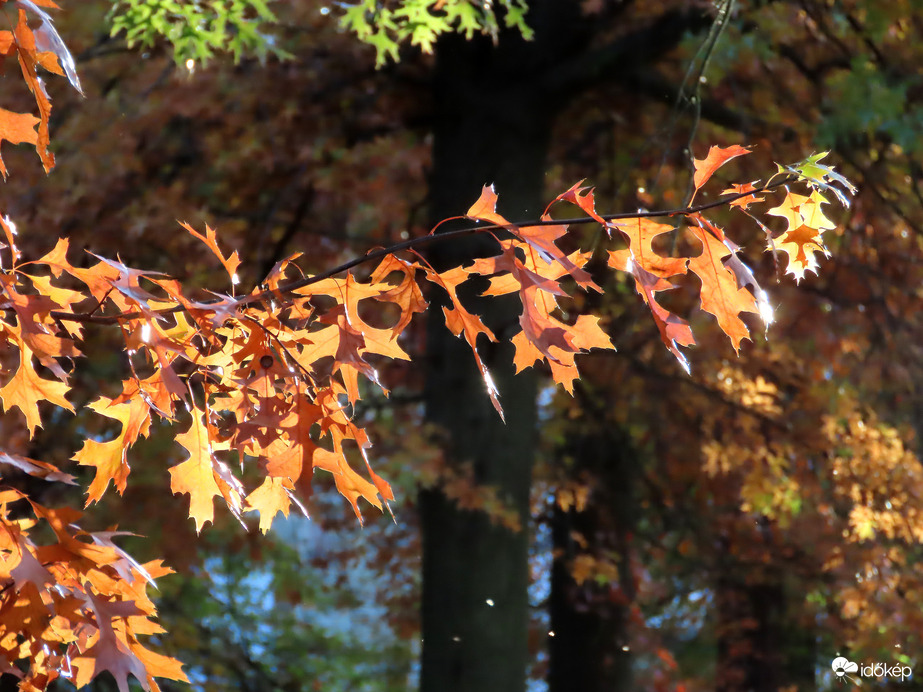 A Falumúzeumba is beköszöntött az ősz