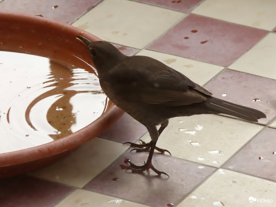 Így már nyugodtan iszom!