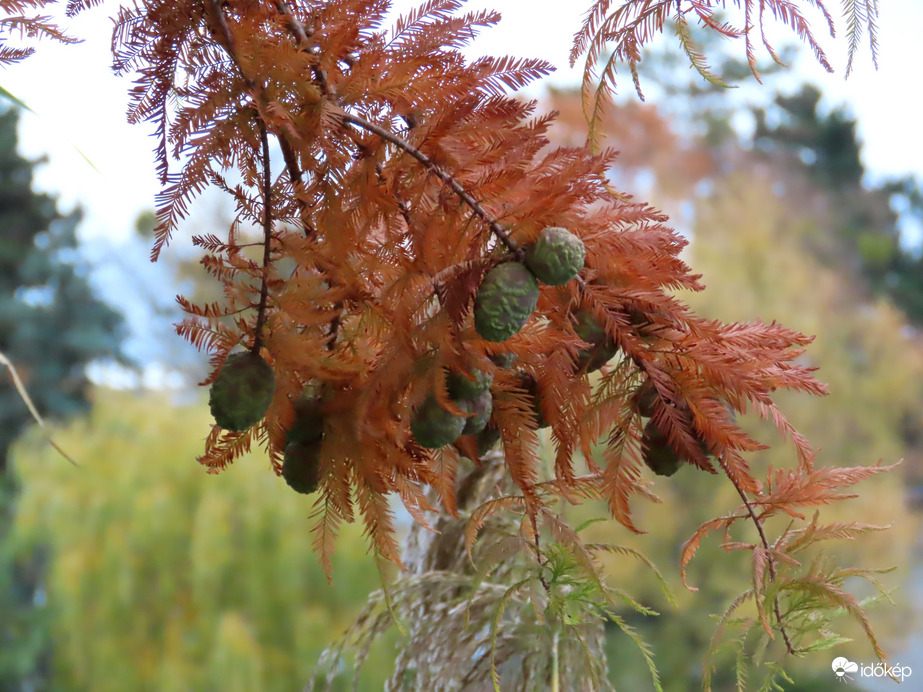 Mocsárciprus "rozsdásan"