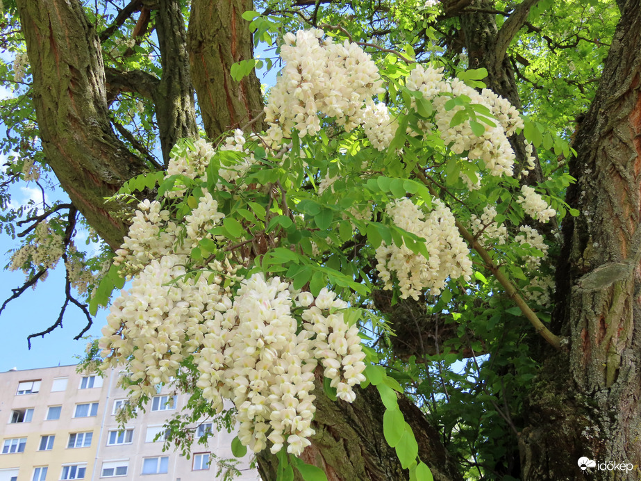 Öreg akác friss hajtása