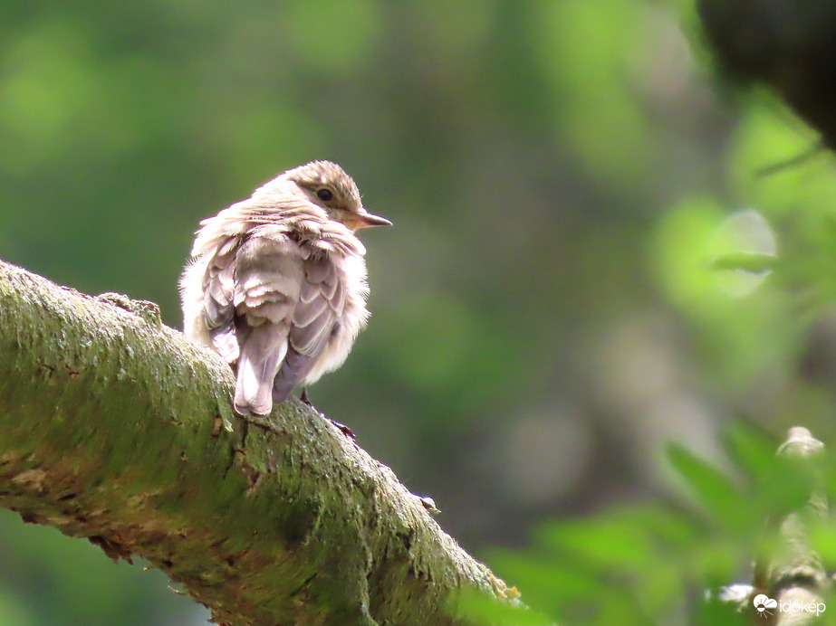 Szélborzolta tollakkal