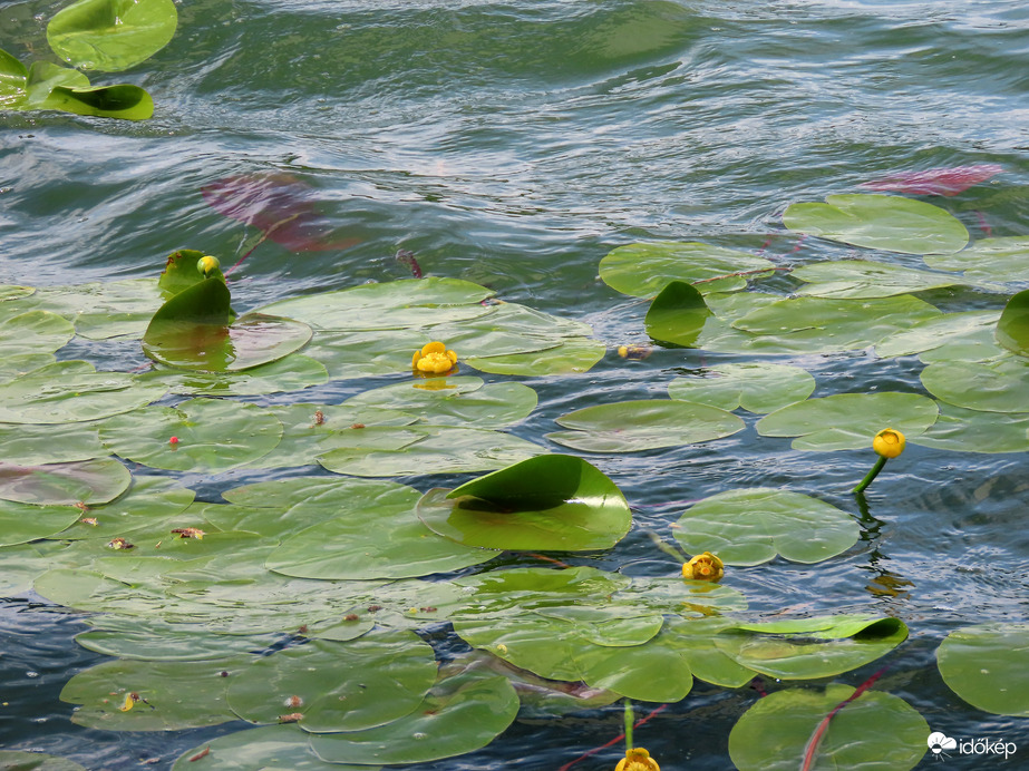 Vízitök viharos szélben