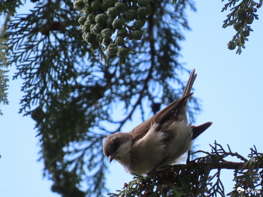 Majdnem elvisz a szél!