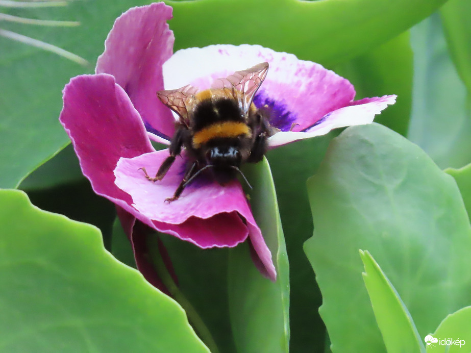 Földi poszméh az árvácskán