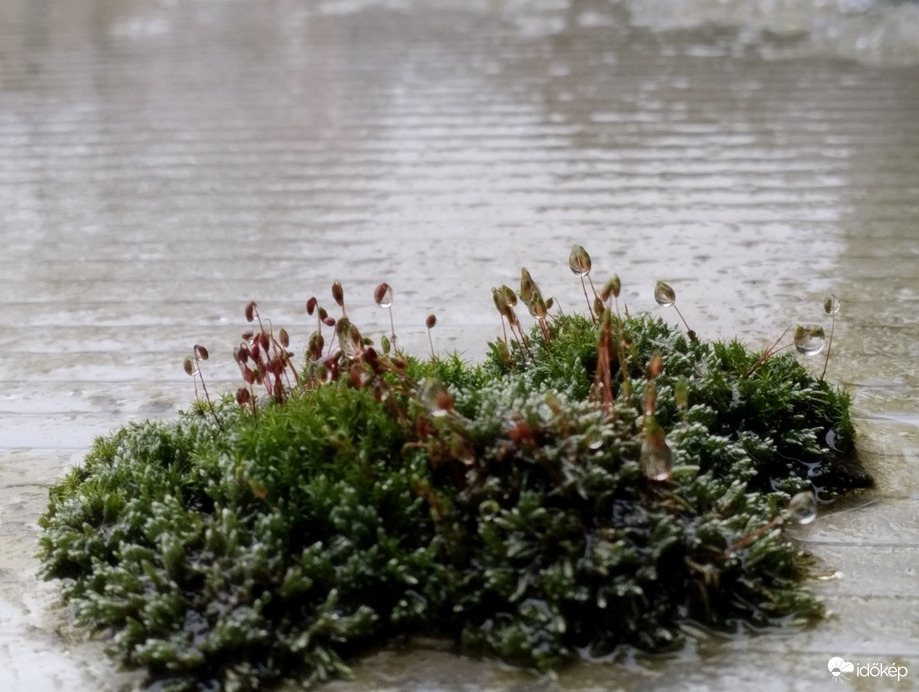 Budapest XIV.ker - Alsórákos