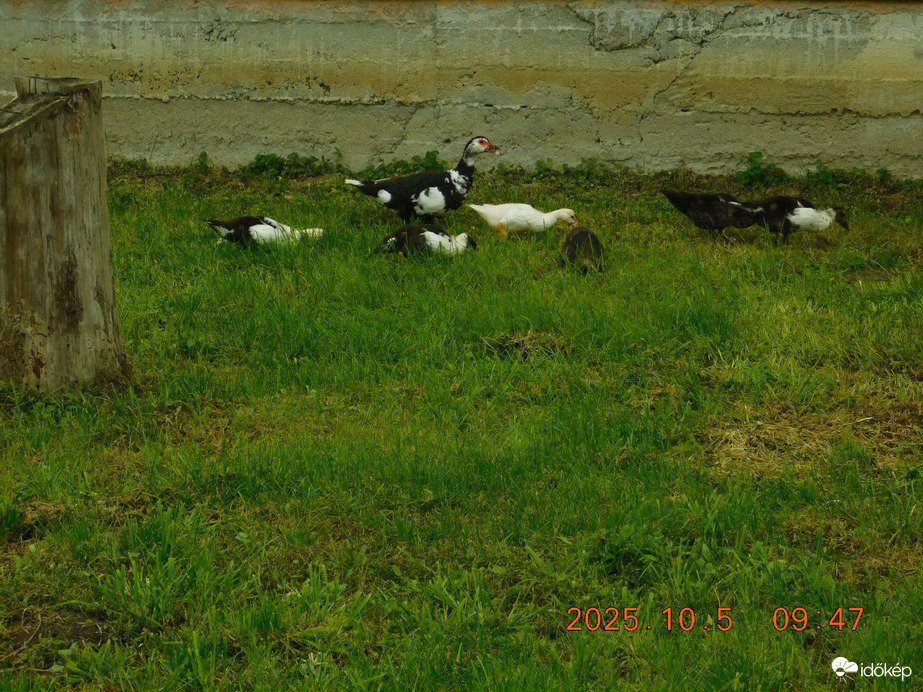 A néma kacsa család nagyon jól érzik magukat. Vigan legelésznek.k