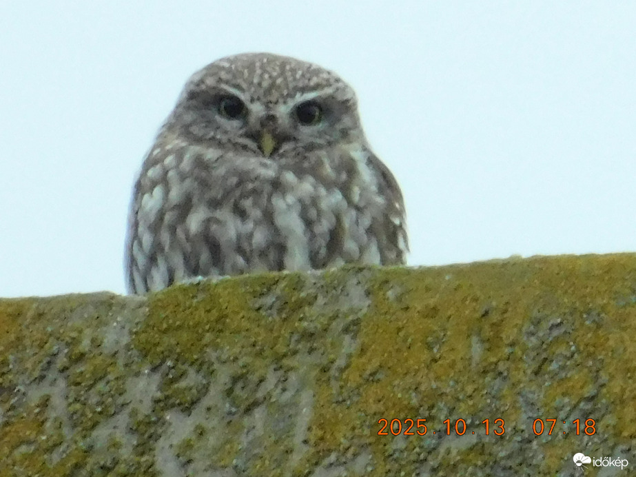 Jó reggelt, kedves szomszédom.