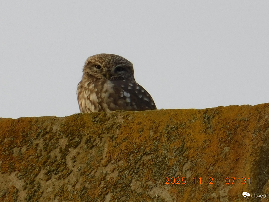 Én is szomorú vagyok. Halottak napján.