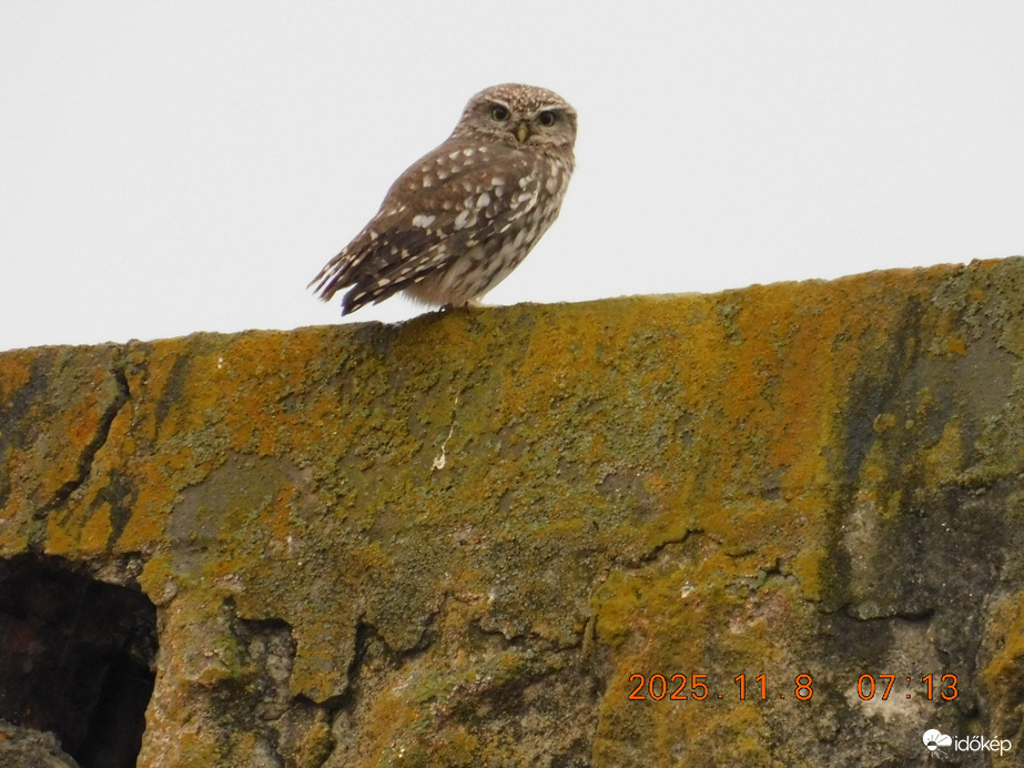 Az esőben is eljöttem hozzád.
