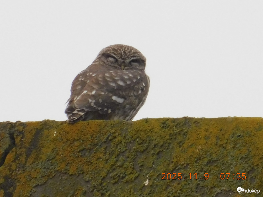 Ma reggelre erősen párás és ködös idő lett. Ez már nem a kedvencem. Össze is húztam magam mert fázom.