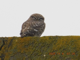 Ma reggelre erősen párás és ködös idő lett. Ez már nem a kedvencem. Össze is húztam magam mert fázom.