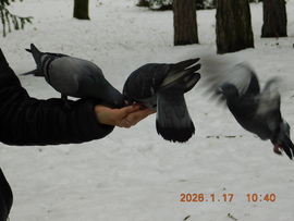 Margitsziget. Madáretetés kislányom kezén két galamb is eszik.