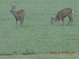 Ködös párás reggelen a Cserpusztán.