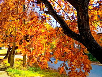 Szeged-Alsóvárosi ősz 
