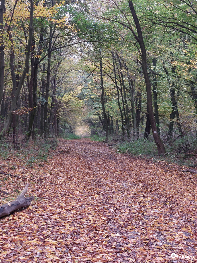 Levélszőnyeg a végtelenbe