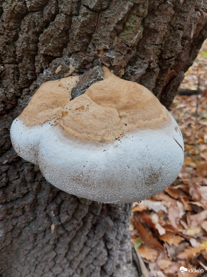 Harmatos taplógomba