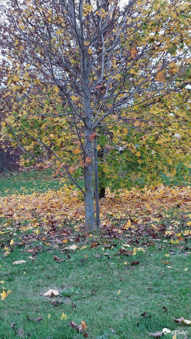 Hull az elsárgult.........