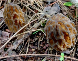lelube fotója