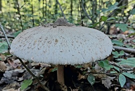 lelube fotója