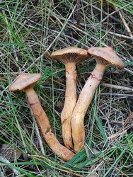 lelube fotója