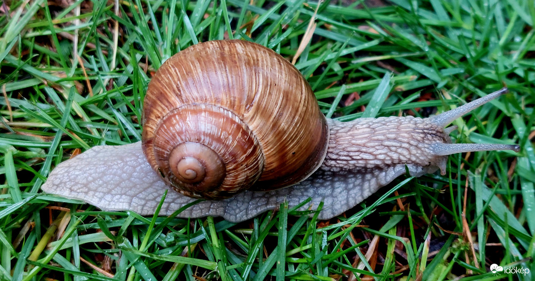 Természet