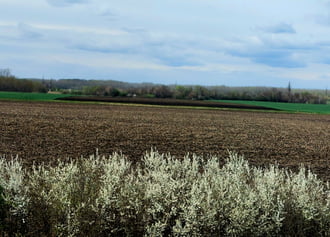 Kökény virágzás...