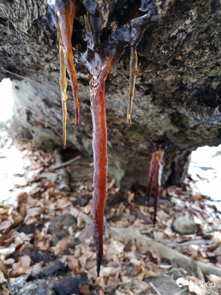 A korhadó bükkfa "ördögi vére"