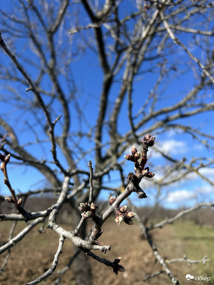 Rügyeznek a mandulafák
