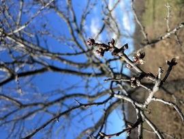 Rügyeznek a mandulafák